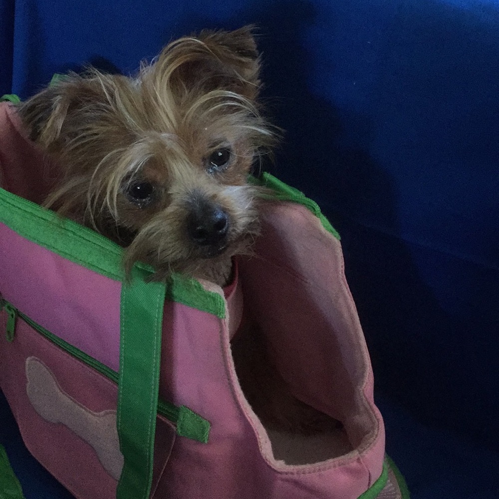 Doggie Purse